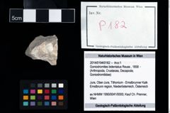 Foto (Objekt + Etikett) von Goniodromites bidentatus (Reuss, 1858)  (NHMW-GEO-2014-0194-0182)